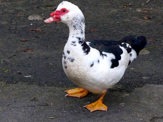 Store jinukun Les-bienfaits de-la-viande-du-canard